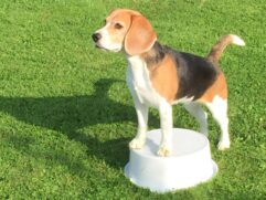 Beagletræning i Klauzdal 2