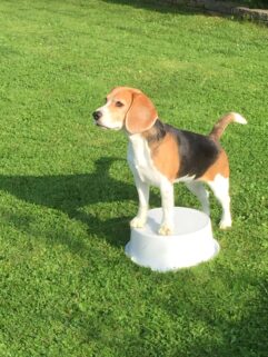 Beagletræning i Klauzdal 2
