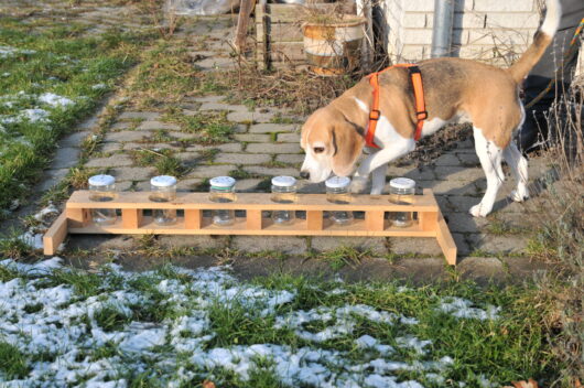 Nose Work Begynder