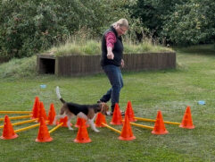 Hund- Få en stærk krop - Begynder Lørdag