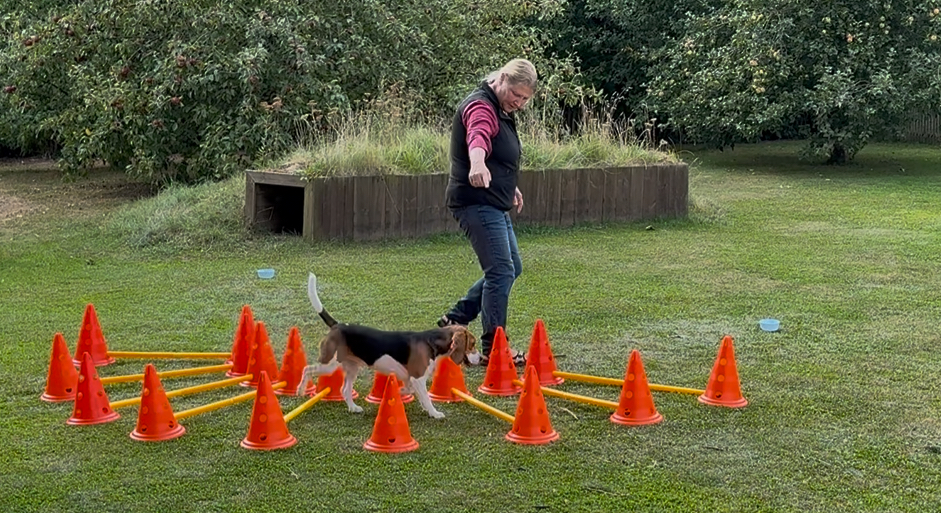 Hund- Få en stærk krop - Begynder Lørdag